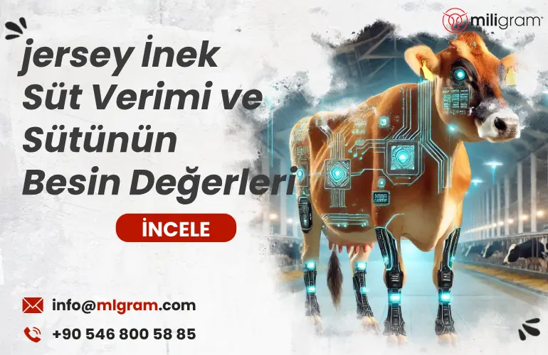 jersey İnek Süt Verimi ve Sütünün Besin Değerleri