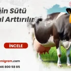 İneğin Sütü Nasıl Arttırılır