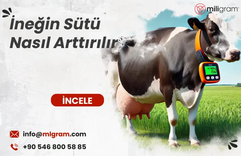 İneğin Sütü Nasıl Arttırılır