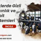 İneklerde Gizli Kızgınlık ve Tespit Yöntemleri