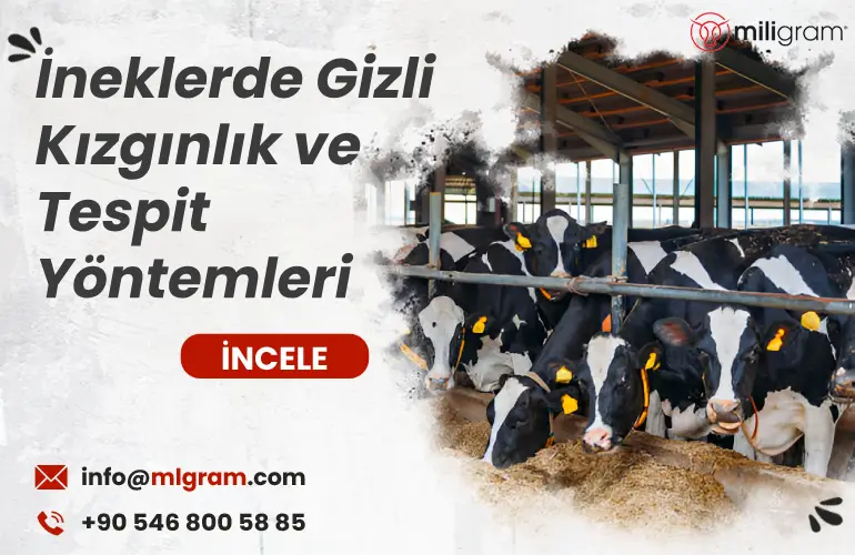 İneklerde Gizli Kızgınlık ve Tespit Yöntemleri