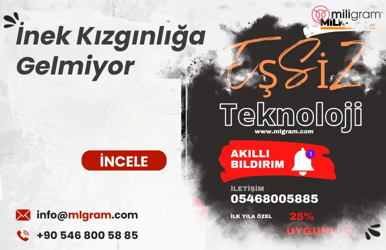 İnek Kızgınlığa Gelmiyor