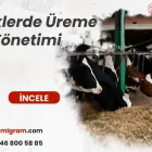 İneklerde Üreme ve Yönetimi