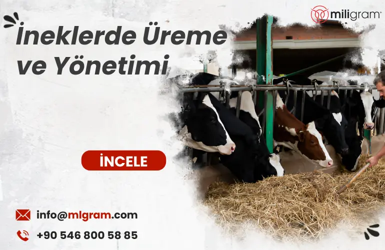 İneklerde Üreme ve Yönetimi