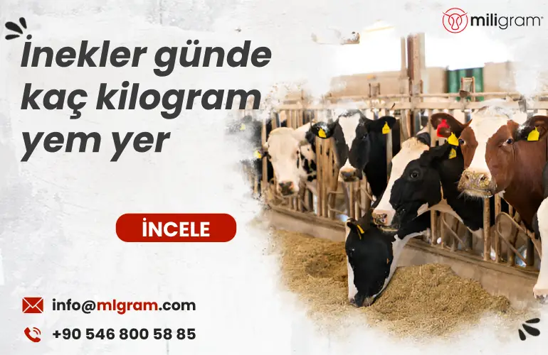 İnekler günde kaç kilogram yem yer