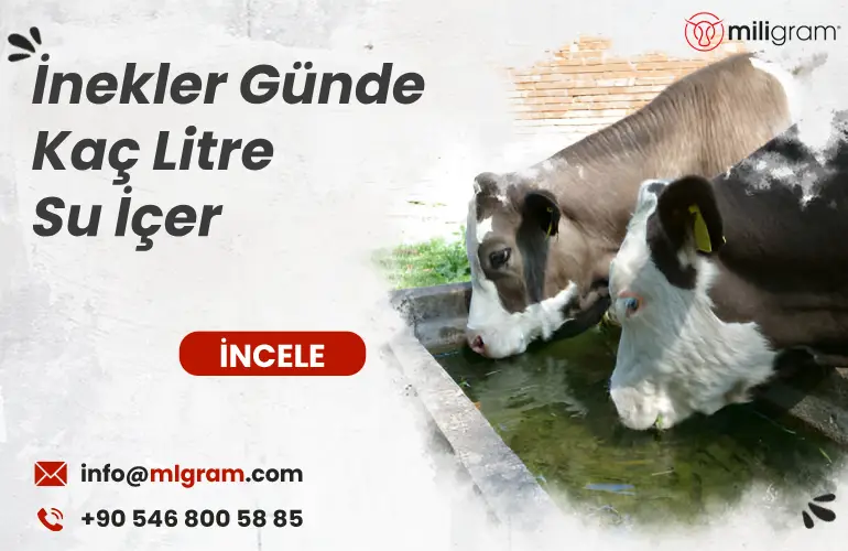 İnekler Günde Kaç Litre Su İçer