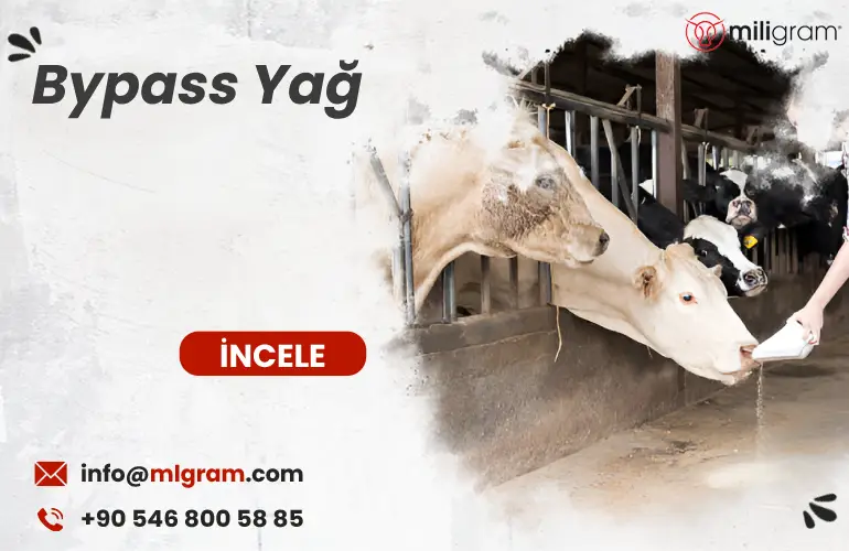 Bypass Yağ