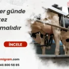 İnekler günde kaç kez sağılmalıdır