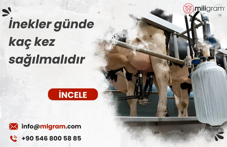 İnekler günde kaç kez sağılmalıdır