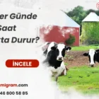 İnekler Günde Kaç Saat Ayakta Durur?