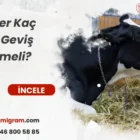 İnekler Kaç Adet Geviş Getirmeli?