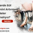 İneklerde Süt Verimini Artırmak İçin Neler Yapmalıyız?