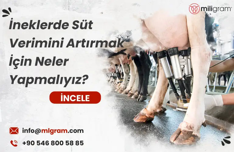 İneklerde Süt Verimini Artırmak İçin Neler Yapmalıyız?