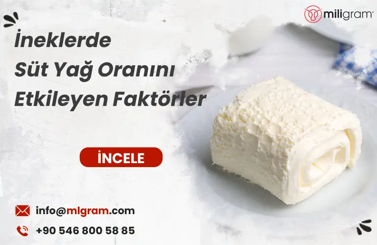 İneklerde Süt Yağ Oranını Etkileyen Faktörler
