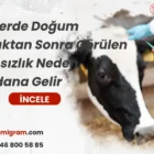 İneklerde Doğum Yaptıktan Sonra Görülen İştahsızlık Neden Meydana Gelir