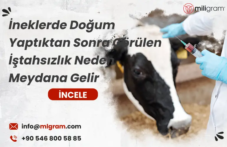 İneklerde Doğum Yaptıktan Sonra Görülen İştahsızlık Neden Meydana Gelir