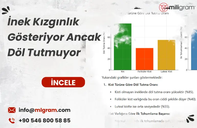 İnek Kızgınlık Gösteriyor Ancak Döl Tutmuyor