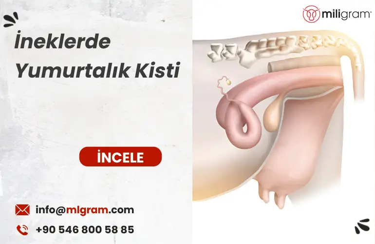 İneklerde Yumurtalık Kisti