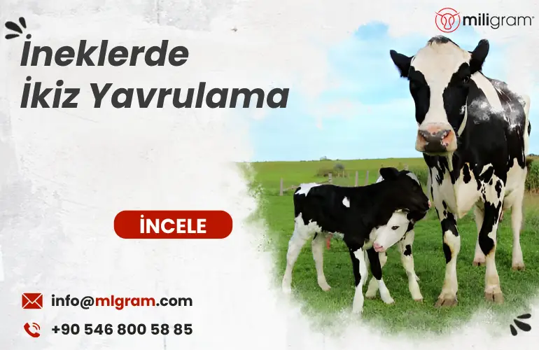 İneklerde İkiz Yavrulama
