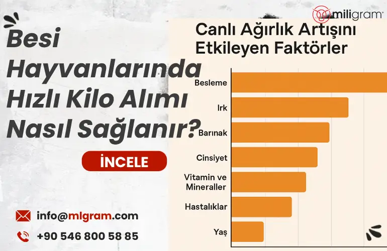 Besi Hayvanlarında Hızlı Kilo Alımı Nasıl Sağlanır?