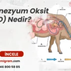 Magnezyum Oksit (MgO) Nedir?