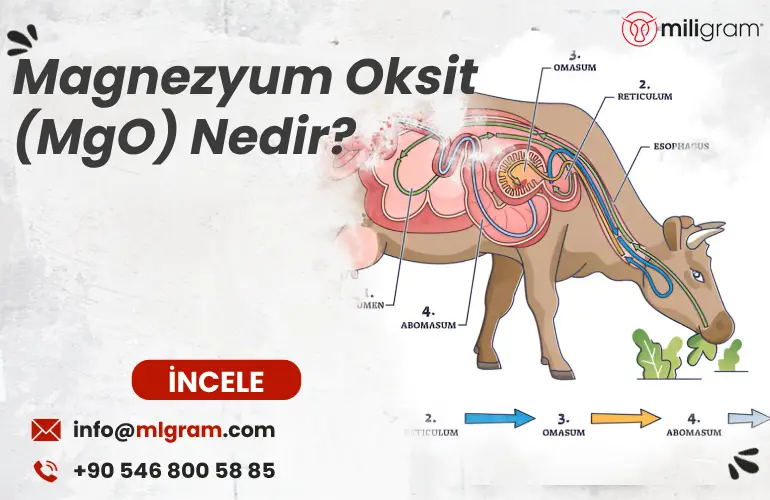 Magnezyum Oksit (MgO) Nedir?