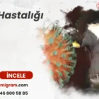 Şap Hastalığı