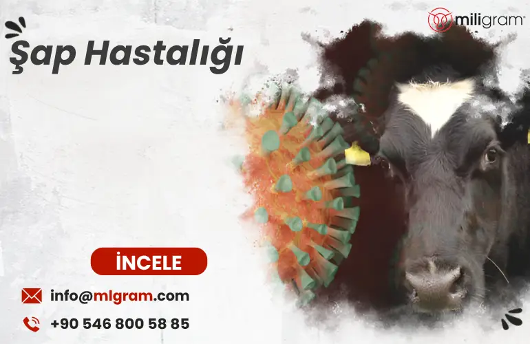 Şap Hastalığı