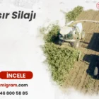 Mısır Silajı