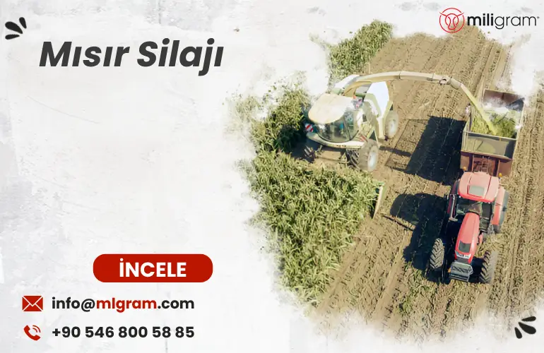 Mısır Silajı
