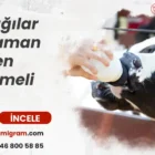 Buzağılar ne zaman sütten kesilmeli