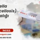 Brusella (Brucellosis) Hastalığı