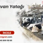 Hayvan Yatağı