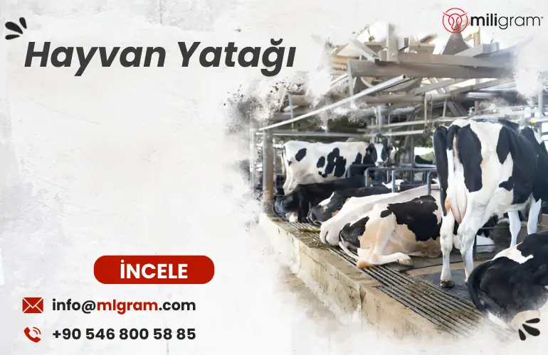 Hayvan Yatağı