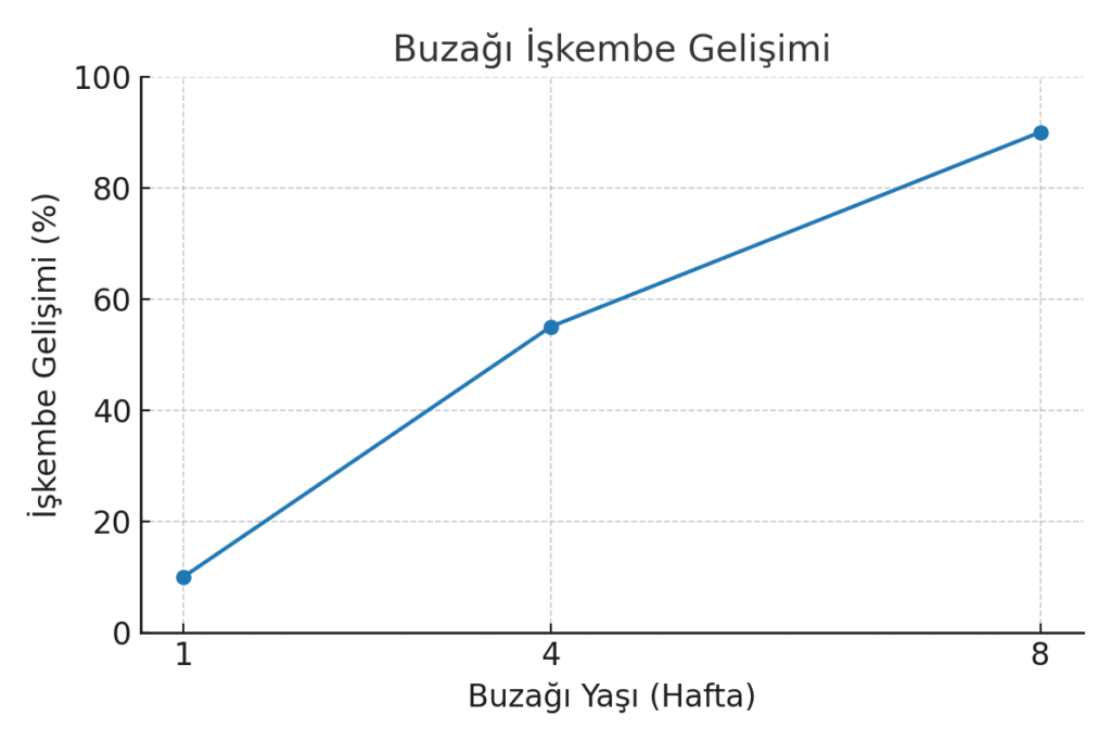 Buzağılar ne zaman sütten kesilmeli