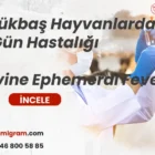 Büyükbaş Hayvanlarda Üç Gün Hastalığı (Bovine Ephemeral Fever)