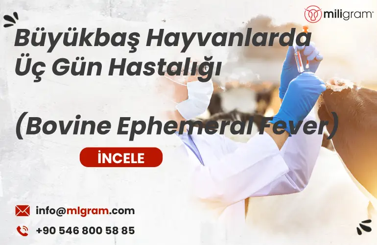 Büyükbaş Hayvanlarda Üç Gün Hastalığı (Bovine Ephemeral Fever)