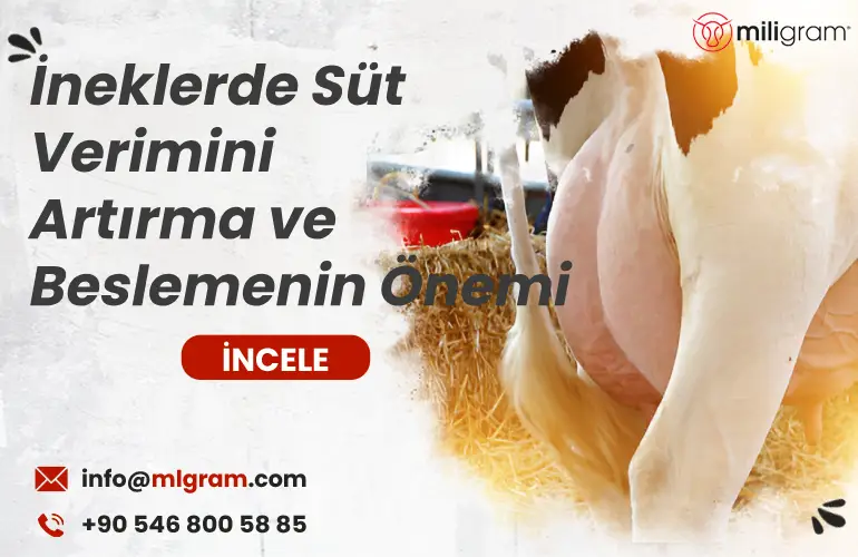 İneklerde Süt Verimini Artırma ve Beslemenin Önemi
