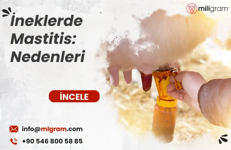 İneklerde Mastitis: Nedenleri