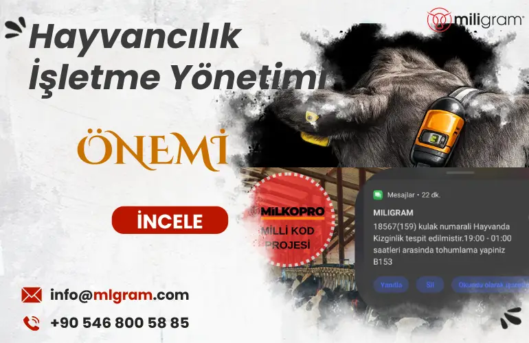 Hayvancılık İşletme Yönetimi