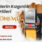 İneklerin Kızgınlık Belirtileri