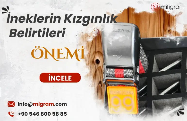 İneklerin Kızgınlık Belirtileri