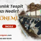 Kızgınlık Tespit Cihazı Nedir?