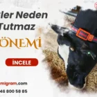 İnekte döl tutmama sorunu
