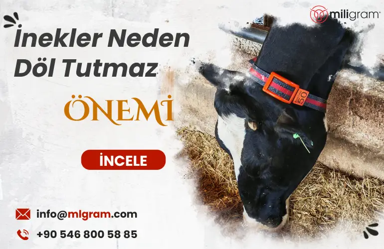 İnekte döl tutmama sorunu