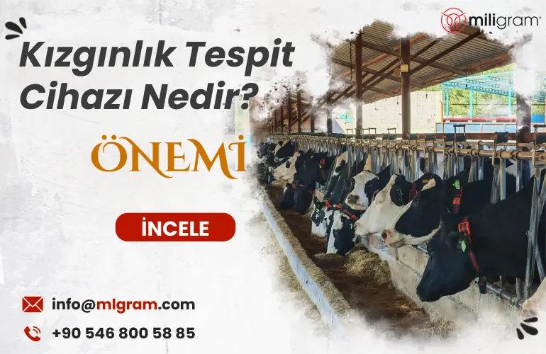 Kızgınlık Tespit Cihazı Nedir?